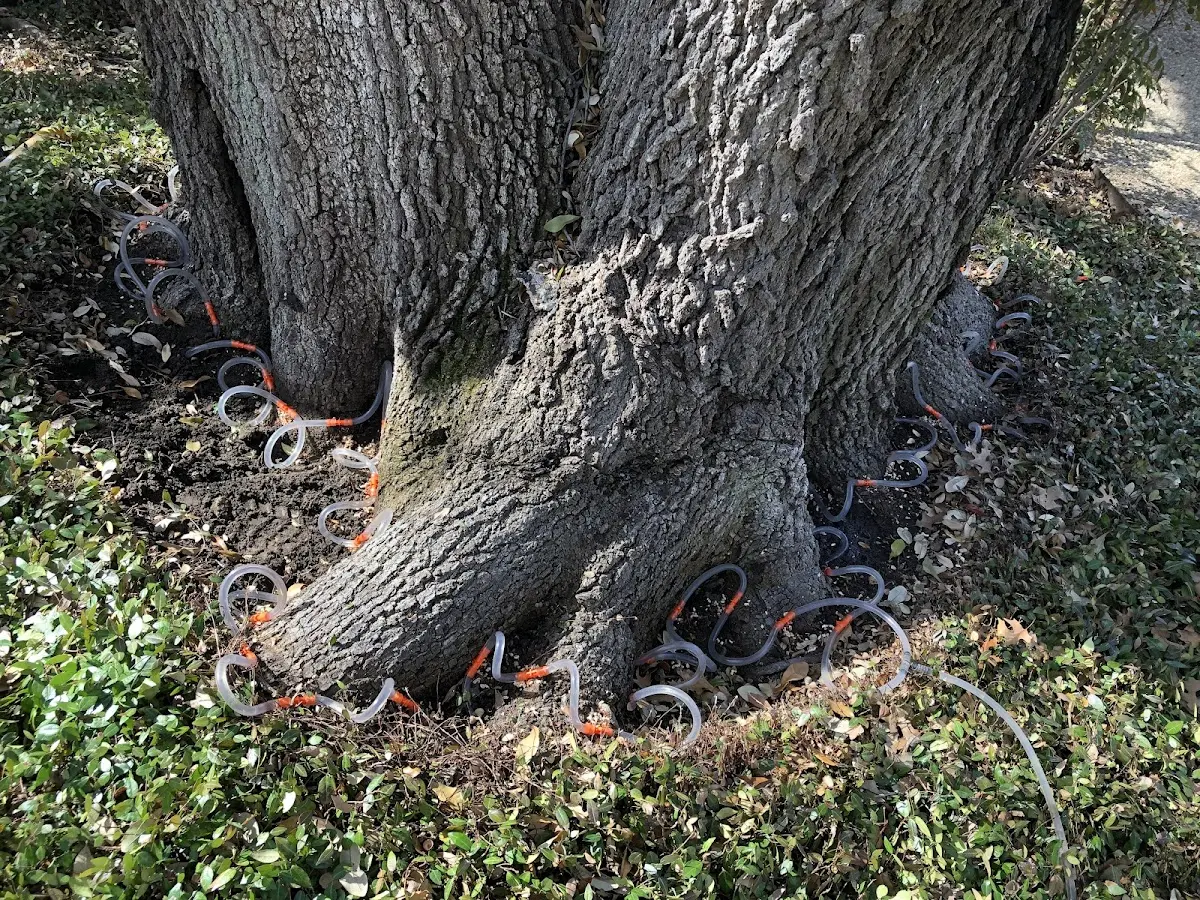 Detailed Tree Cabling and Bracing job site in Puposky